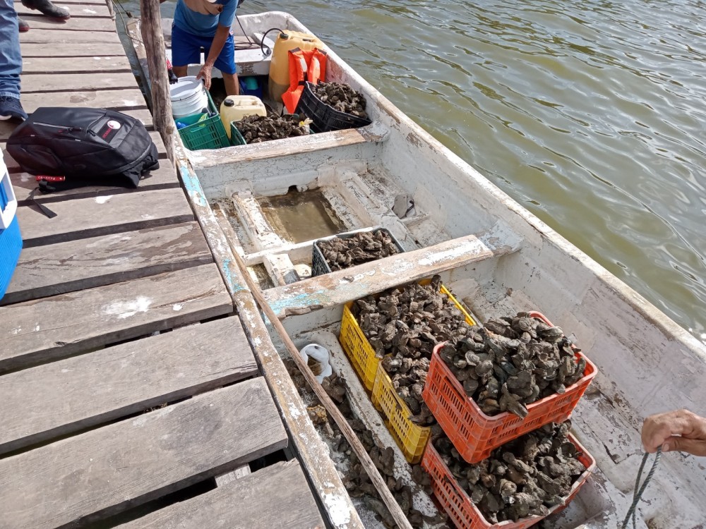Gente de Tabasco está acabando con los bancos ostioneros