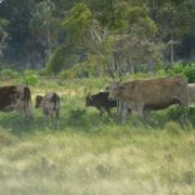 Se agudiza el robo de ganado en Atasta