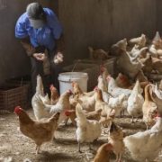 Pese a sequía y calor, no se estima incremento del precio del huevo