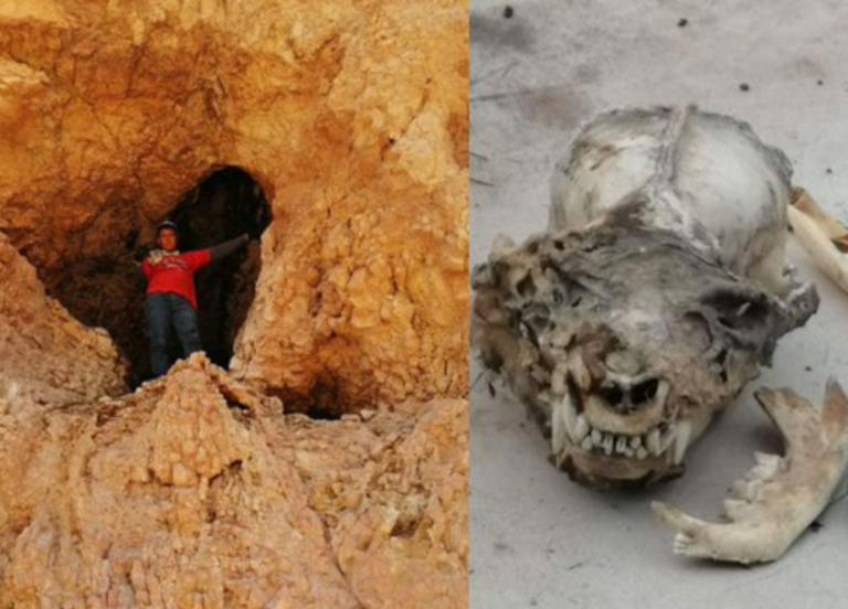 Encuentran un extraño cráneo en Coahuila