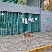 Un lobo se escapa y es capturado por un joven
