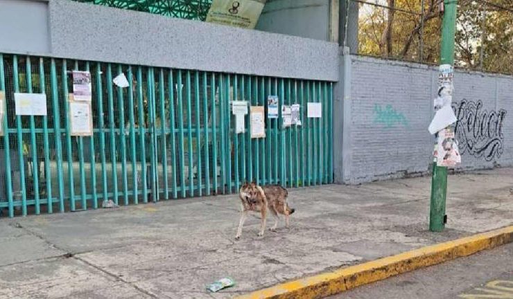 Un lobo se escapa y es capturado por un joven