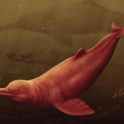 Descubren restos prehistóricos de un delfín