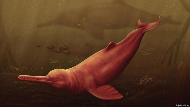 Descubren restos prehistóricos de un delfín