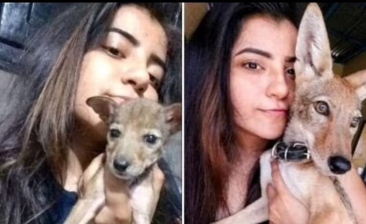 Joven rescata a un coyote creyendo que es un perrito