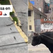 Joven pasea a un toro