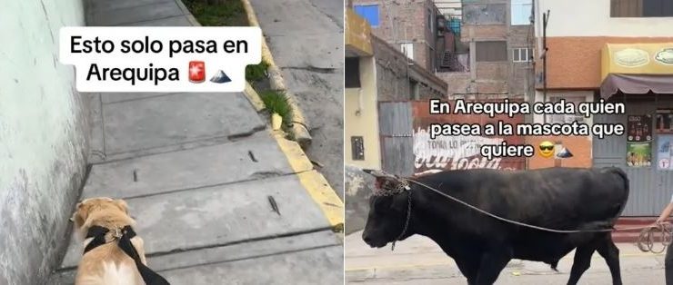 Joven pasea a un toro