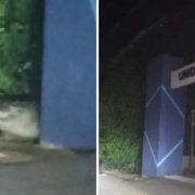 Cocodrilo causa alarma en Progreso al ser avistado merodeando cerca de un deportivo