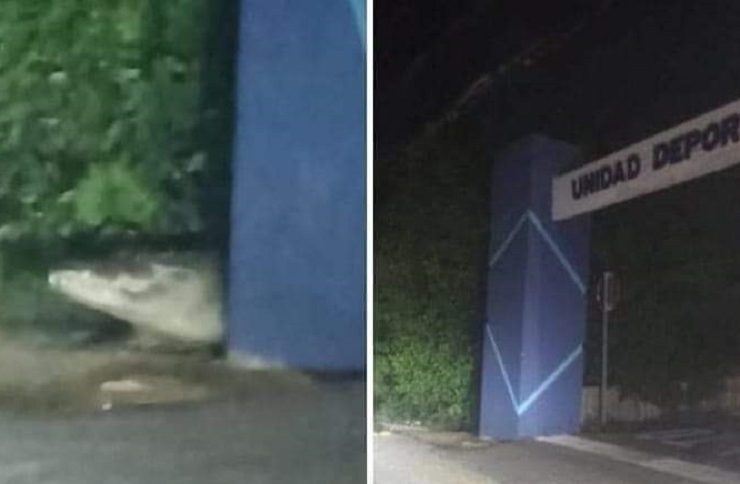 Cocodrilo causa alarma en Progreso al ser avistado merodeando cerca de un deportivo