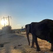 Elefanta Annie ya tiene nuevo hogar el Zoológico de San Juan de Aragón
