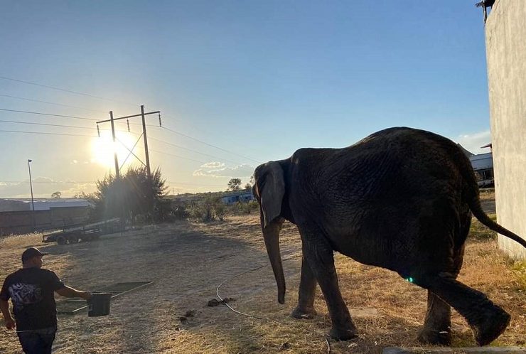 Elefanta Annie ya tiene nuevo hogar el Zoológico de San Juan de Aragón