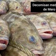 En Progreso decomisan media tonelada de Mero Rojo