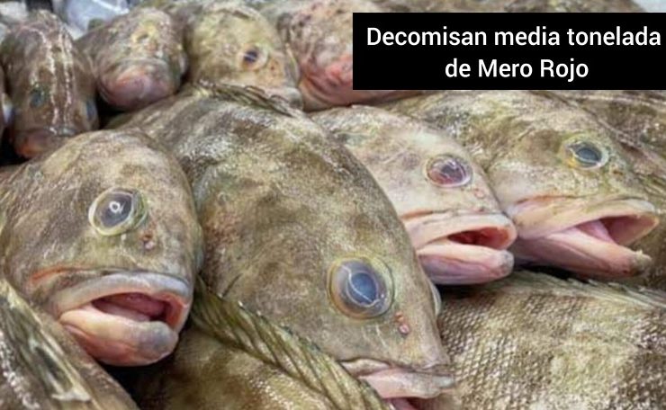 En Progreso decomisan media tonelada de Mero Rojo