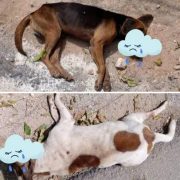 Envenenamiento masivo de perros y gatos en Peto