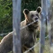 Oso ataca a cinco personas en localidad eslovaca