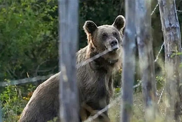 Oso ataca a cinco personas en localidad eslovaca