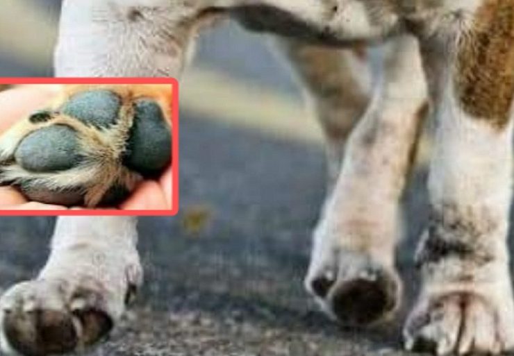 ¿Cómo cuidar a nuestras mascotas durante el calor extremo?