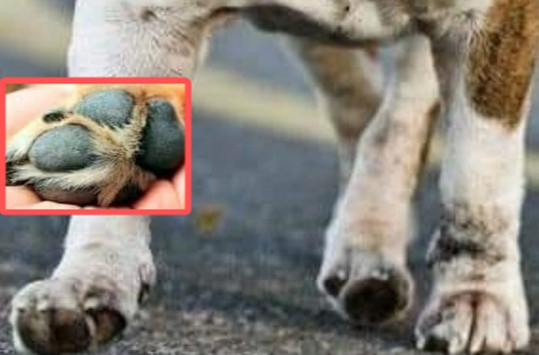 ¿Cómo cuidar a nuestras mascotas durante el calor extremo?