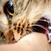 Primera muerte por rabia en Quintana Roo, de un adulto mayor