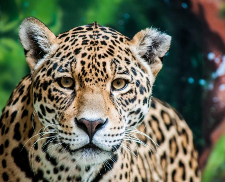 La Biósfera Montes Azules alberga 800 jaguares