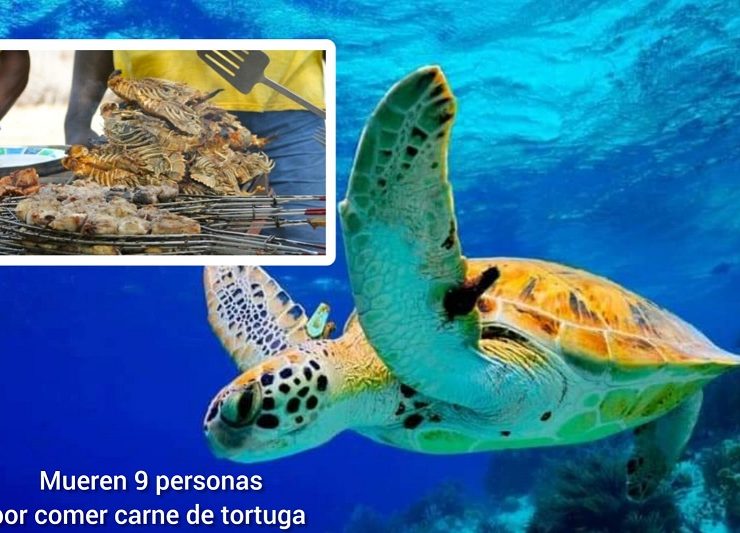 Mueren 8 niños por comer carne de tortuga y un adulto