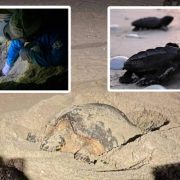 Finales de marzo se espera la temporada de anidamiento de las tortugas marinas