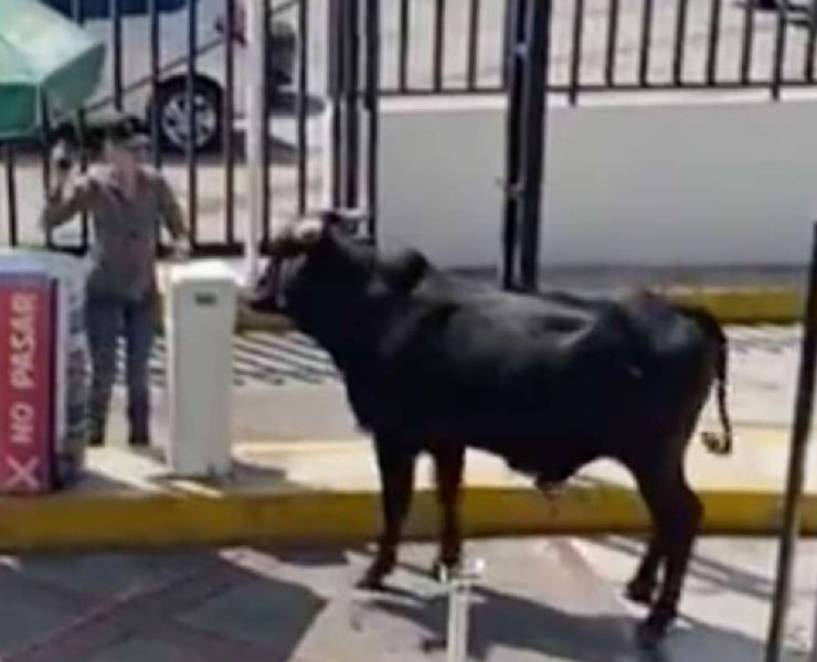 Toro irrumpe en la Universidad La Salle Pedregal generando susto entre estudiantes