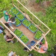 El "Diamante Verde" Yucateco el limón alcanza precios premium