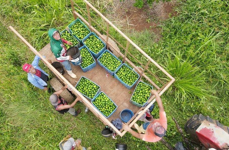 El "Diamante Verde" Yucateco el limón alcanza precios premium