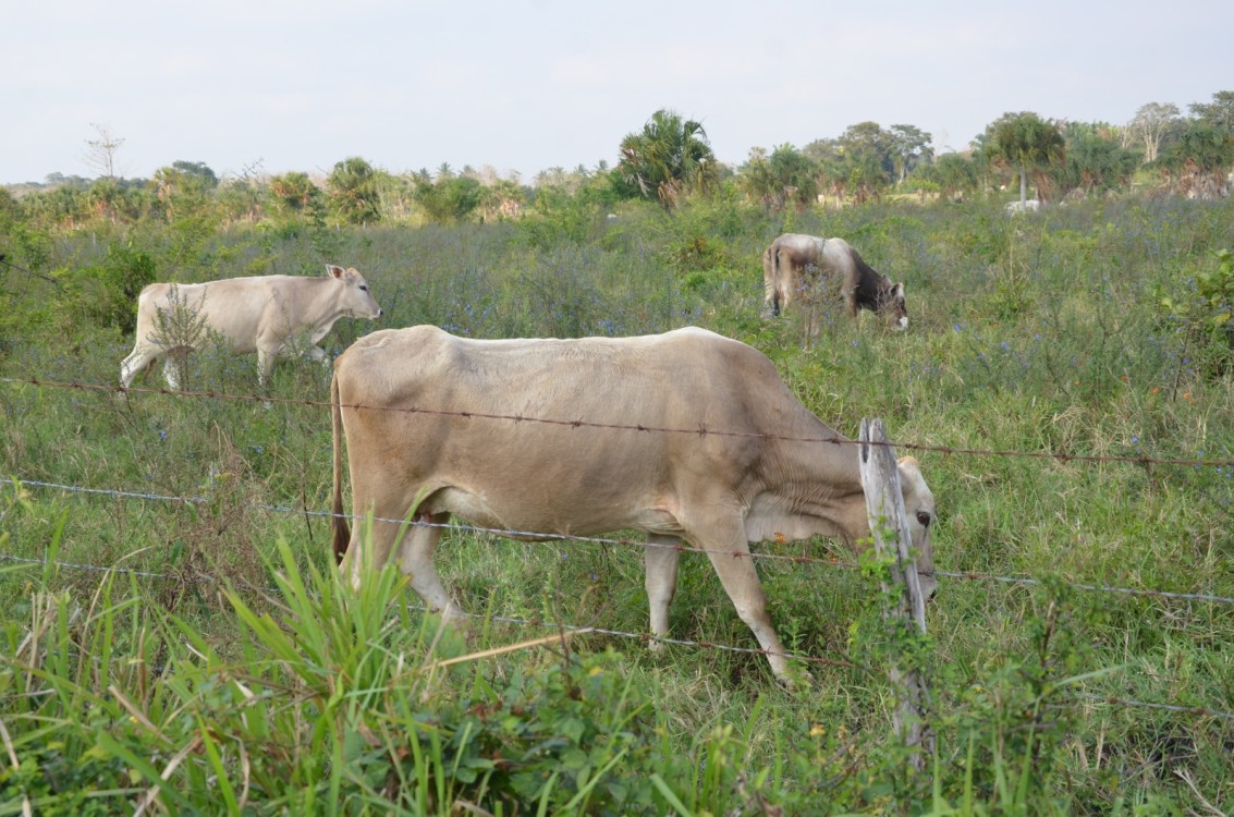 Temperaturas altas afectan al hato ganadero de Atasta