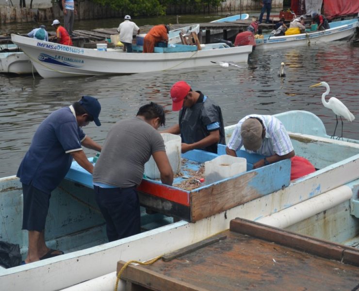 Precio del camarón estable por baja demanda