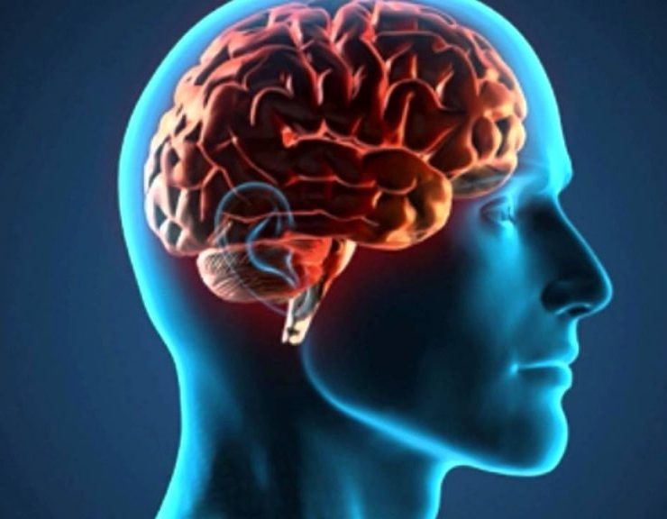 Encuentran un cerebro milenario