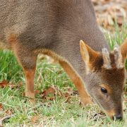 Descubren nuevo mamífero en Perú