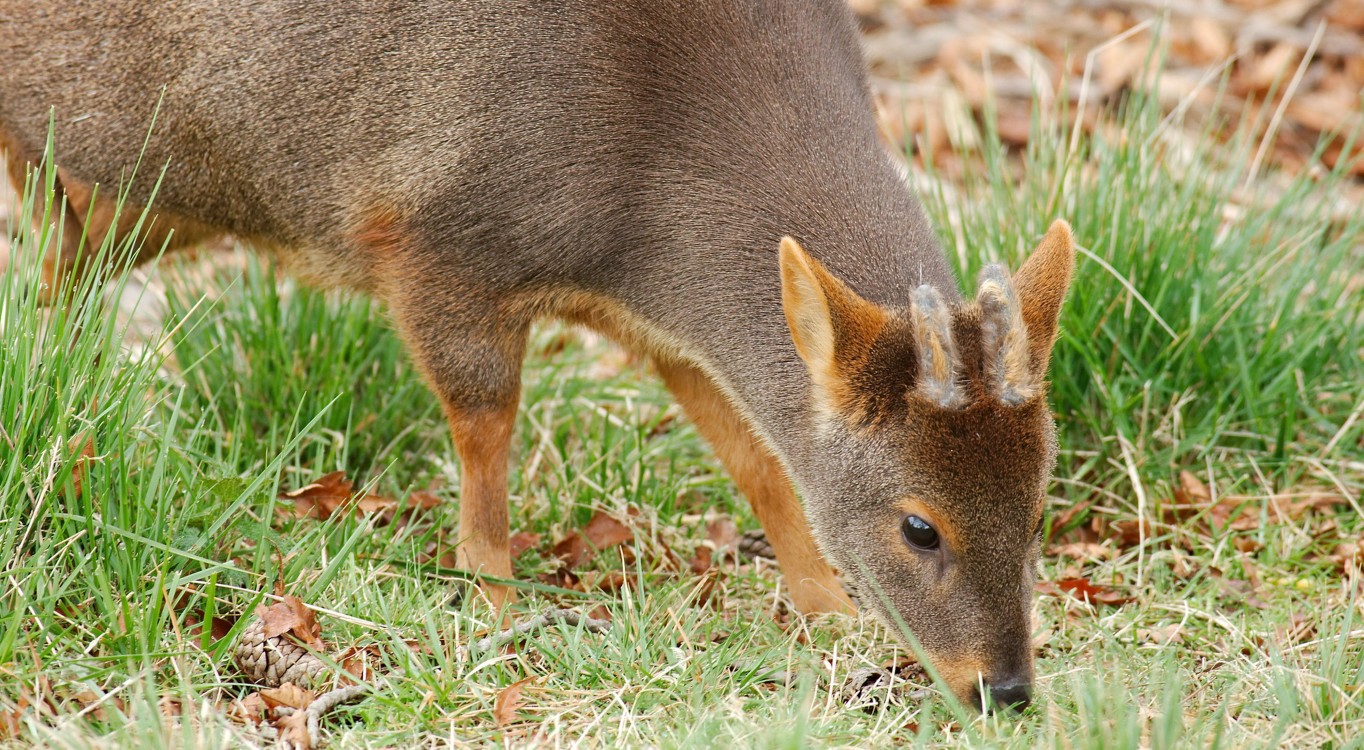 Descubren nuevo mamífero en Perú