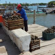 onapesca irá contra ostioneros piratas