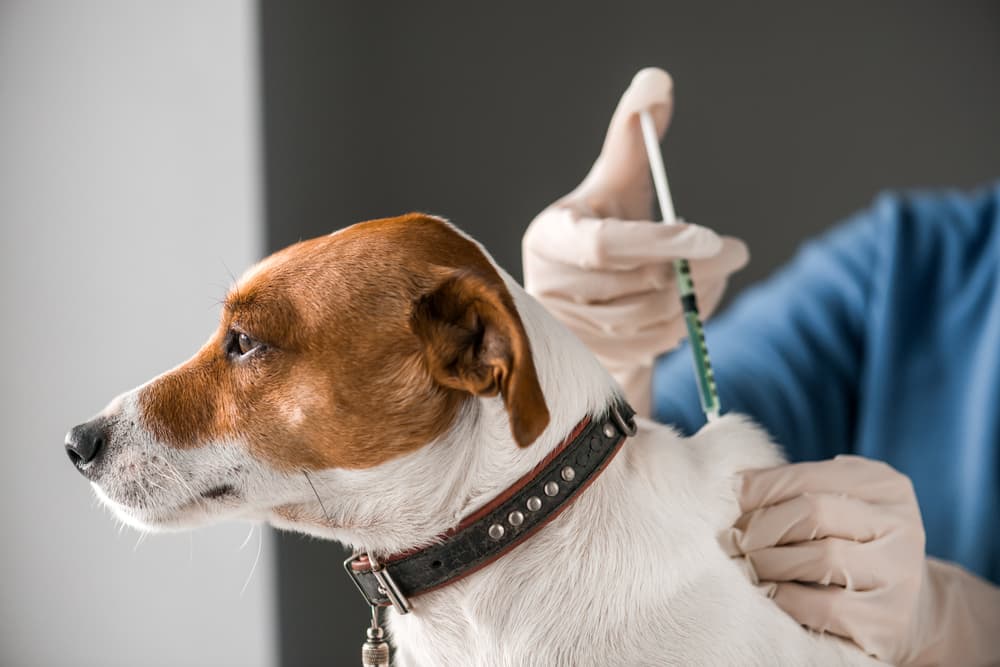 Una vacuna contra el cáncer en perros