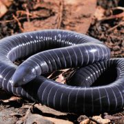 Descubren un anfibio que da leche