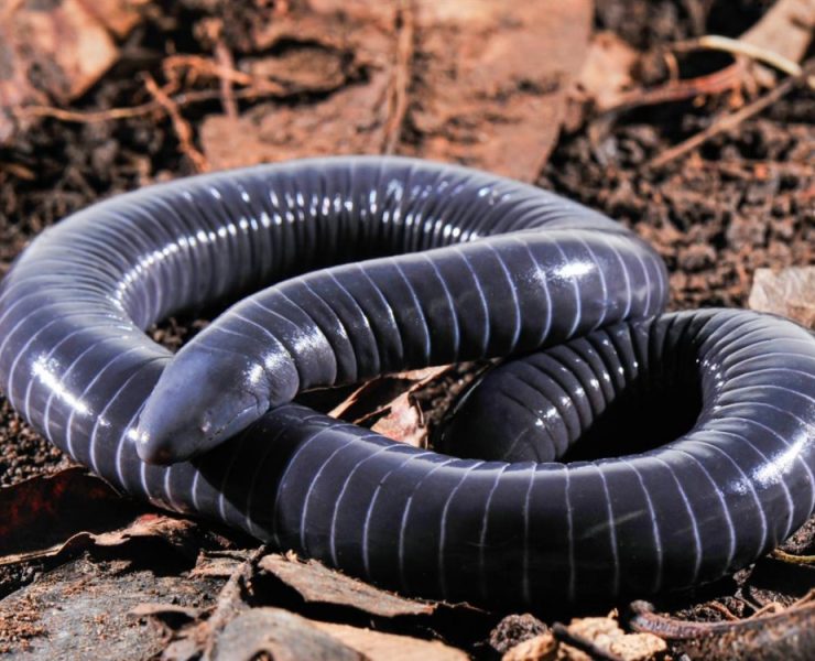 Descubren un anfibio que da leche
