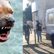 Ataque de Pitbull en Mérida: le desprende parte del brazo a su dueña