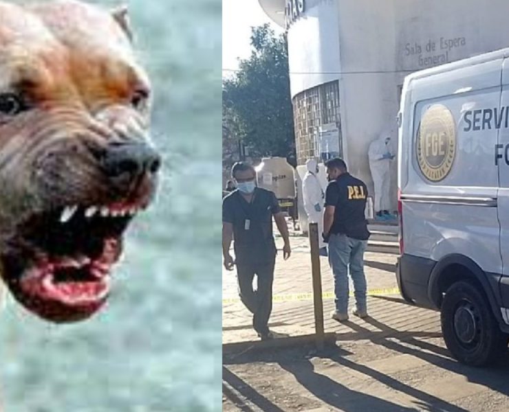 Ataque de Pitbull en Mérida: le desprende parte del brazo a su dueña