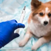 Una vacunacontra el cáncer en perros