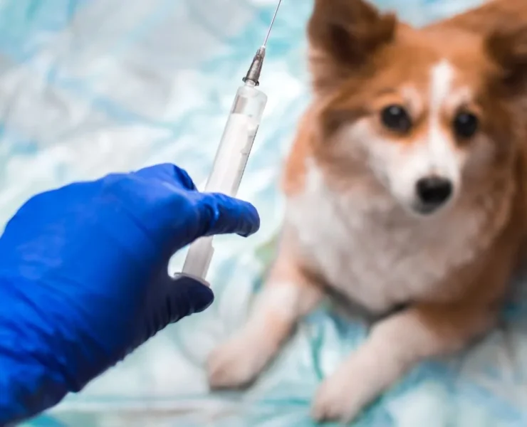 Una vacunacontra el cáncer en perros