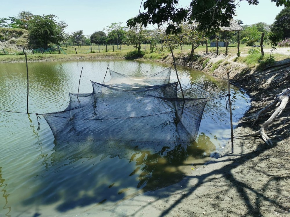 Mortandad de mojarras por calentamiento de aguas en los estanques rústicos