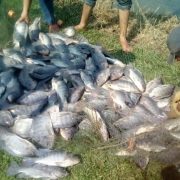 Mortandad de mojarras por calentamiento de aguas en los estanques rústicos