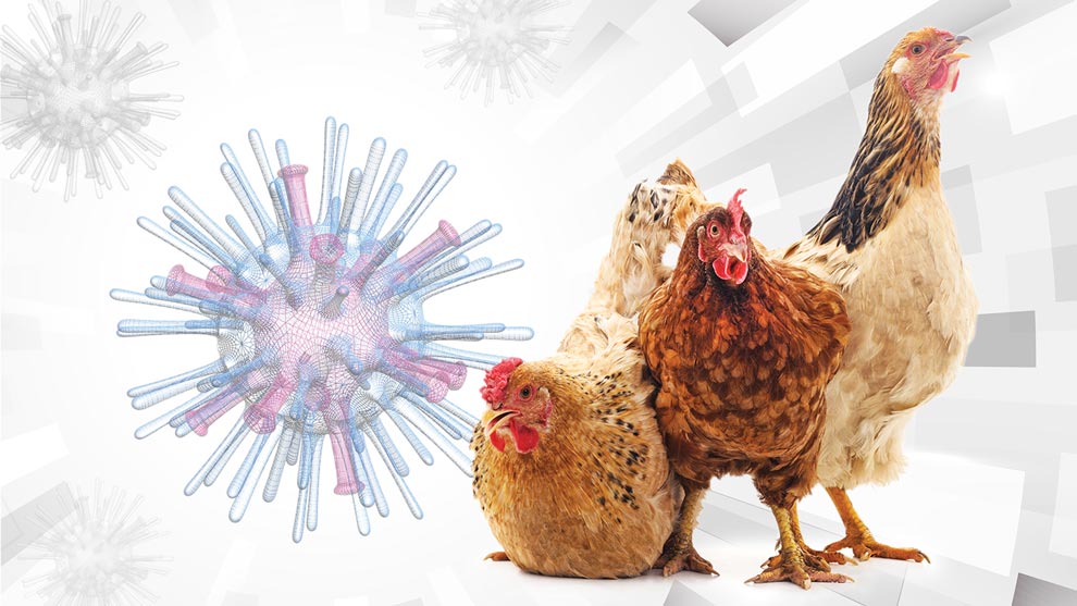 El segundo humano con gripe aviar