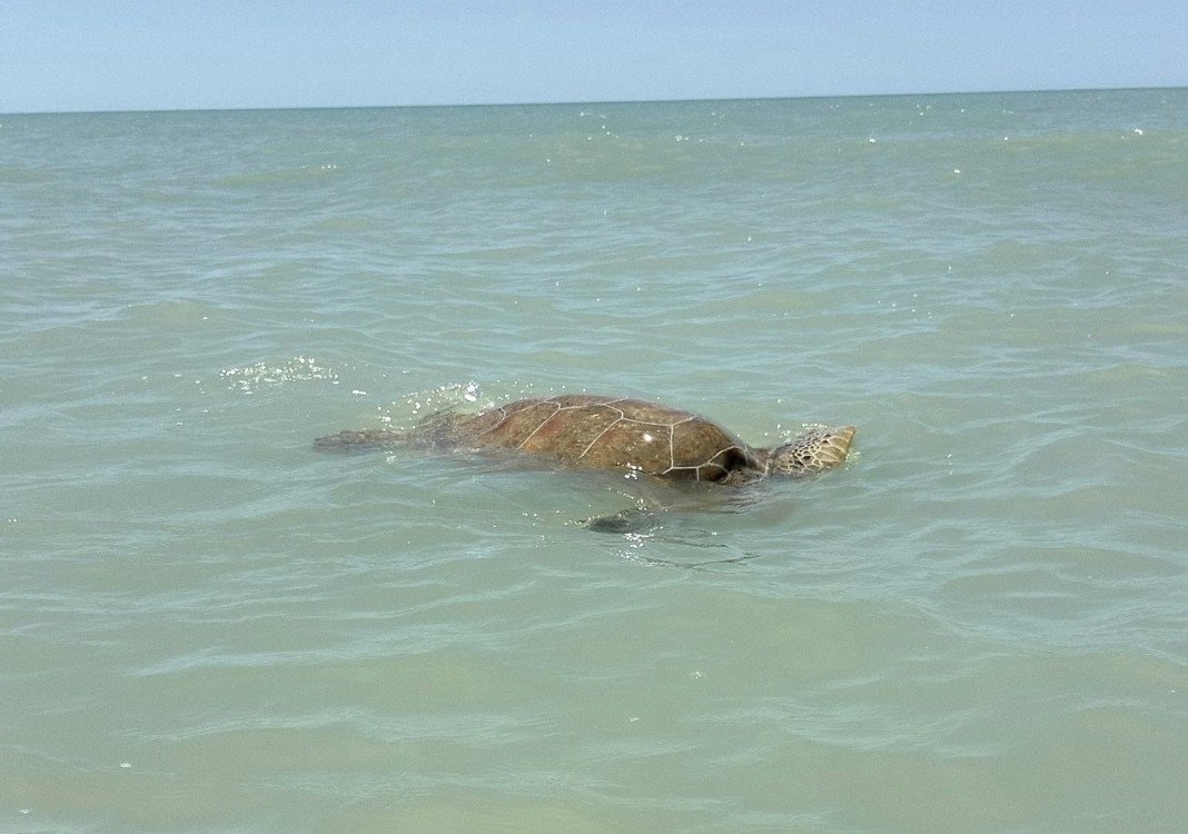 Campamentos tortugueros carecen de recursos económicos