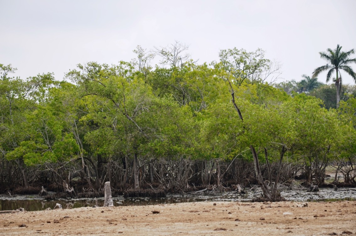 Deforestación de manglares ocasiona erosión de playas y altas temperaturas