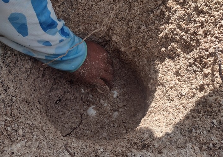 Campamentos tortugueros carecen de recursos económicos