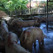 Rastro municipal sin mantenimiento