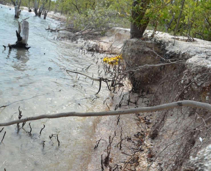Deforestación de manglares ocasiona erosión de playas y altas temperaturas